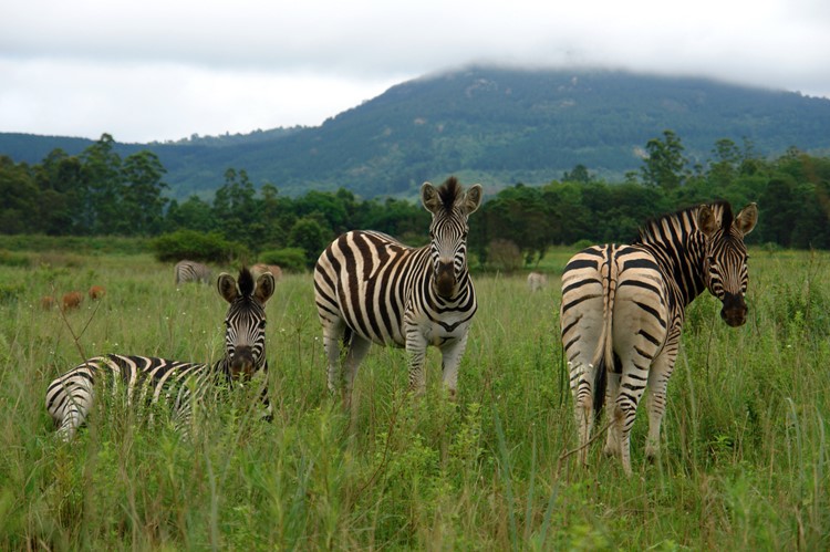 Mlilwane Wildlife Sanctuary, eSwatini